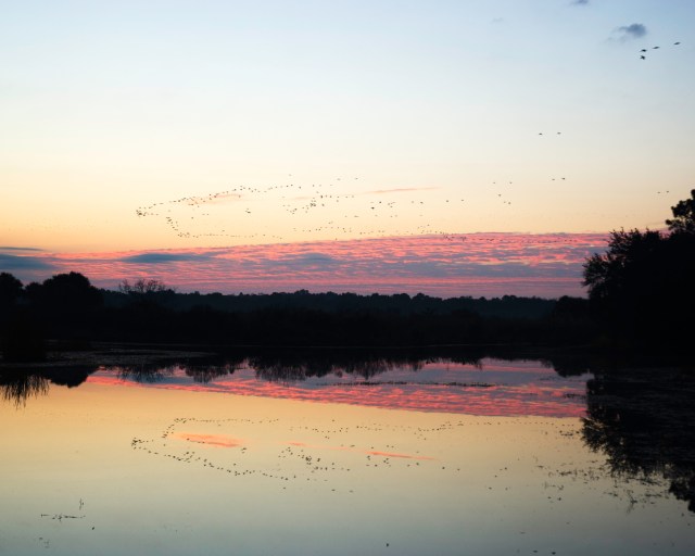 Thousands of Ducks Overhead