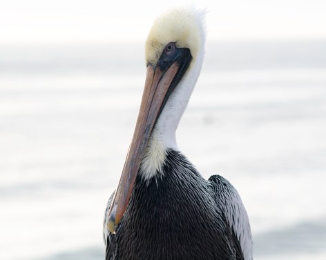 pelican