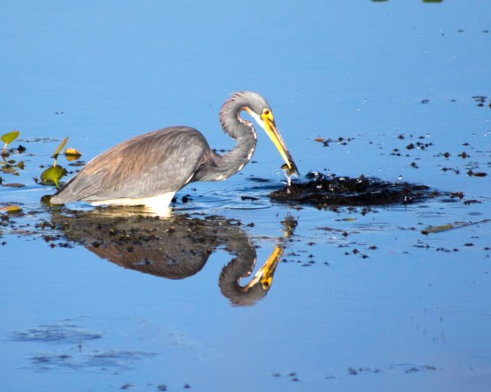 Tri-colored heron stalking food at Orlando Wetlands Park 