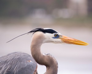 gbheron