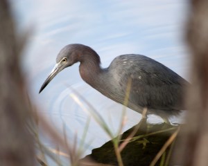 lbheron