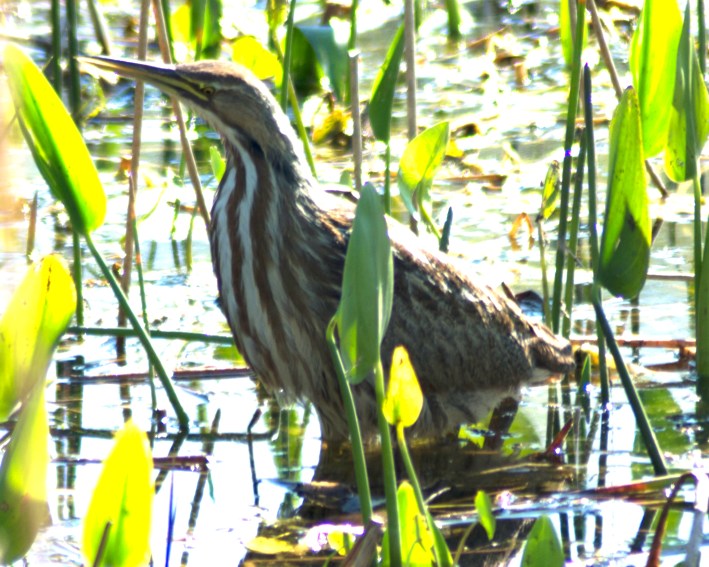 amerbittern