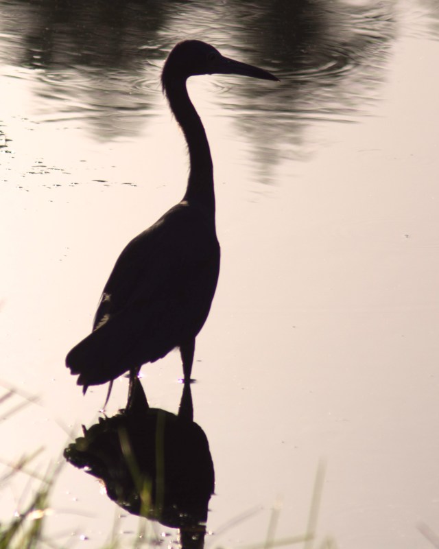 Shadow-heron