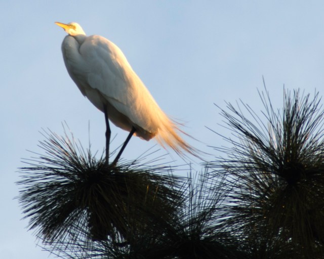 great egret
