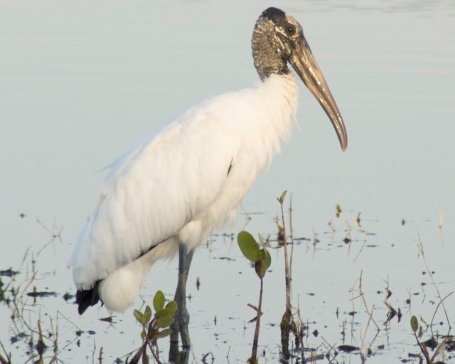 woodstorkwetlands