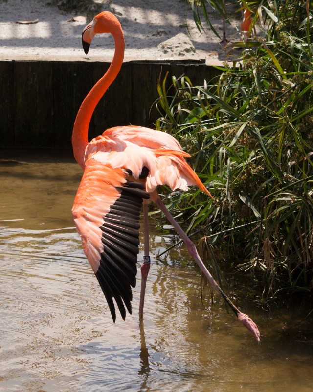 flamingo