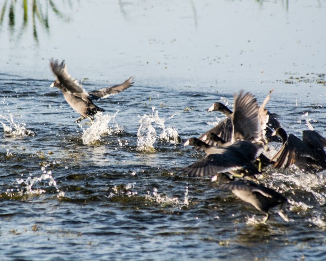 American Coots