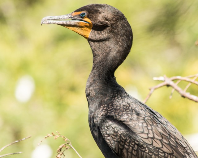 cormorand