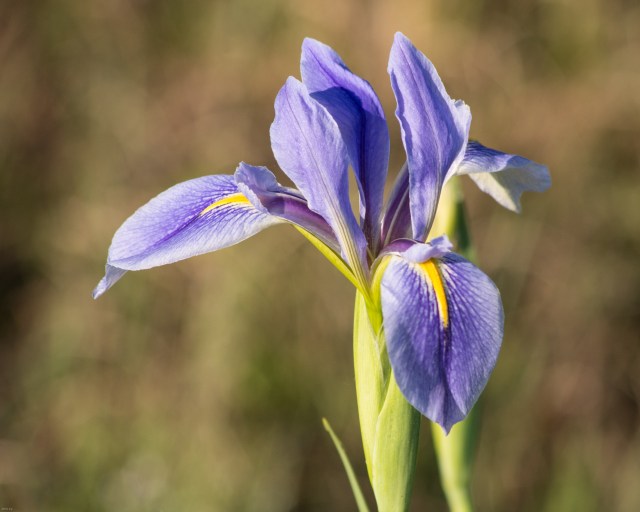 dixie iris