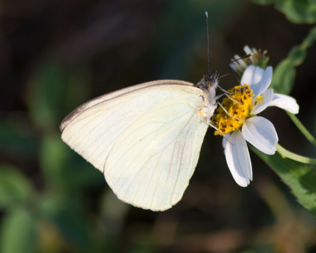 florida-white-butterfly