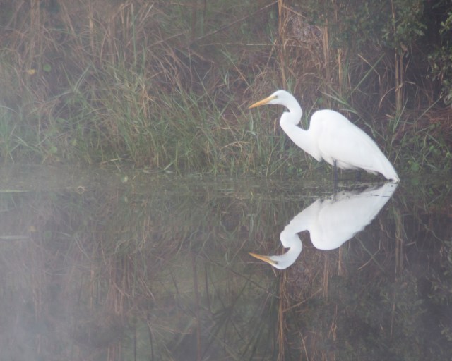 fog egret