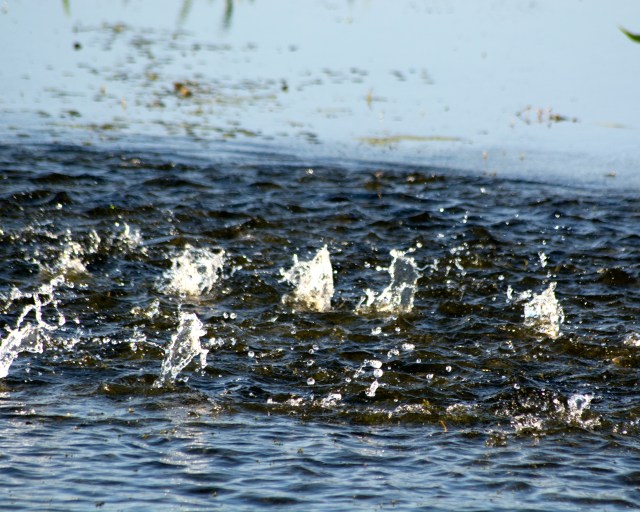 American Coots