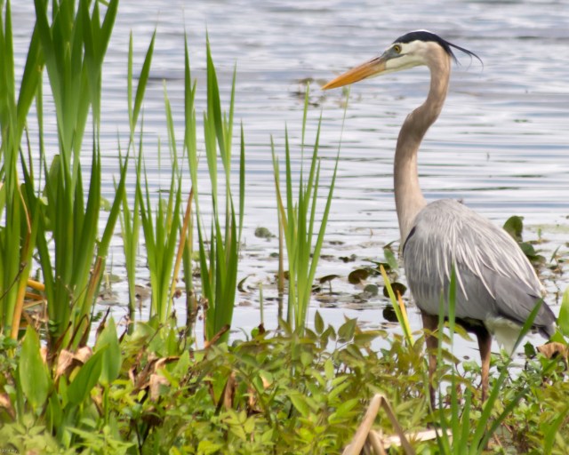 great-blue-heron