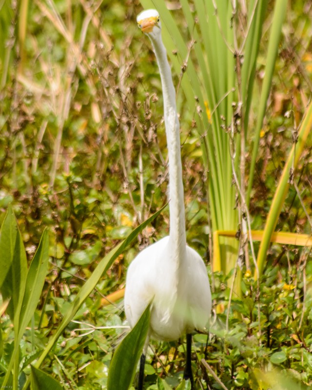 great-egret