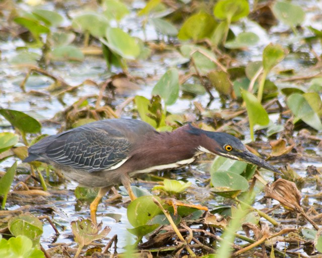green heron