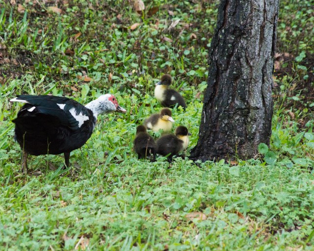 Muscovy-Ducks
