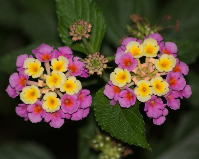 lantana