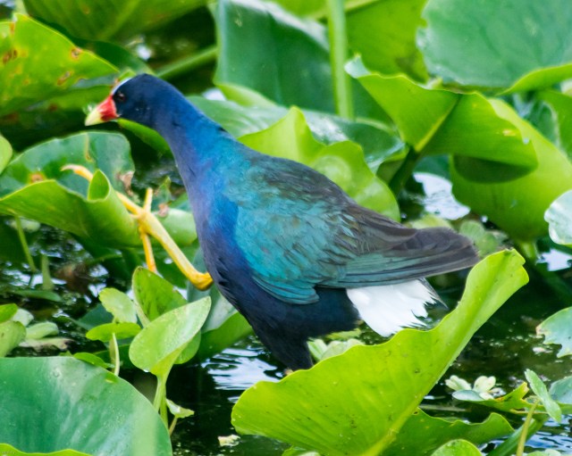 purple gallinule