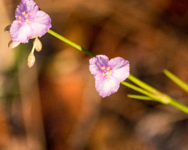 spiderwort