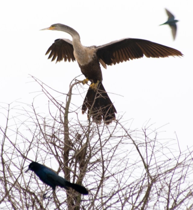 anhinga
