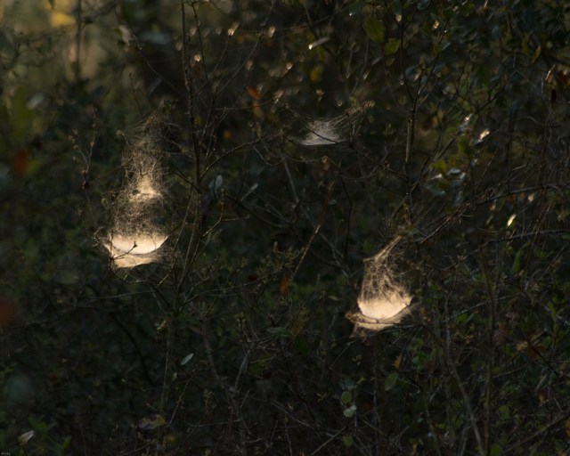 web-lights