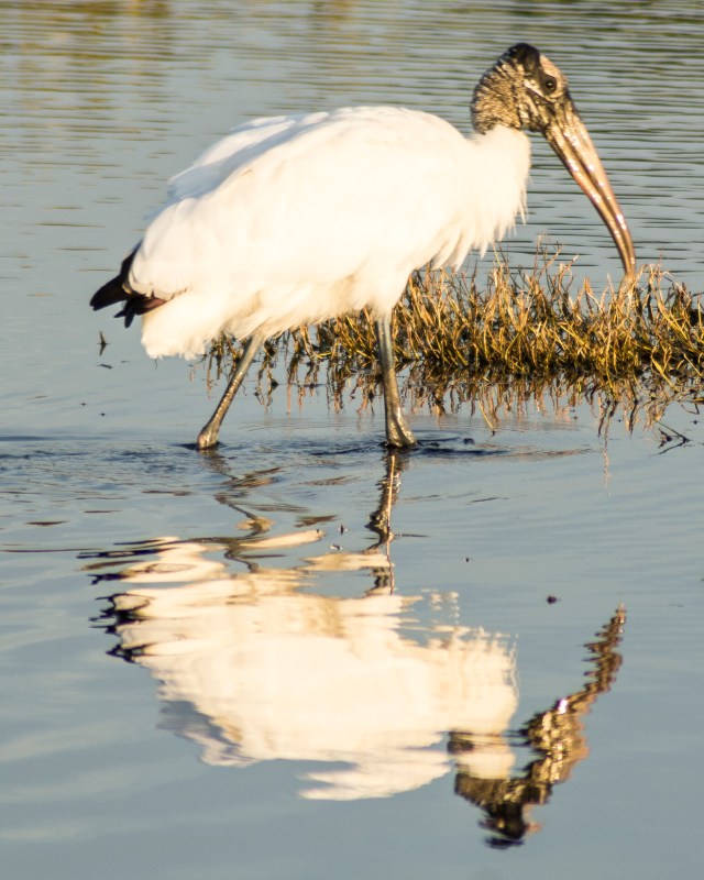 wood-stork