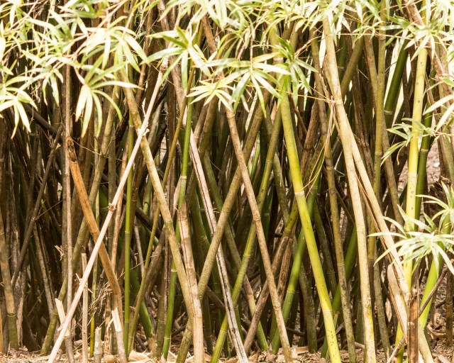 bamboo