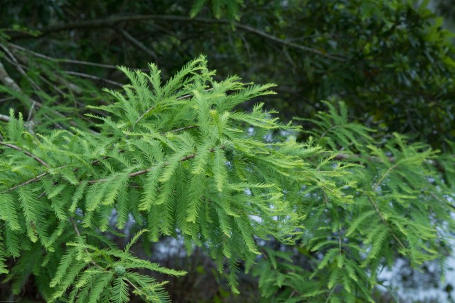 bald-cypress
