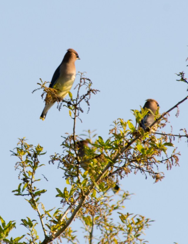 cedar-wax-wing