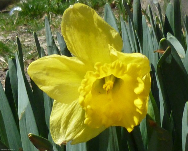 daffodil