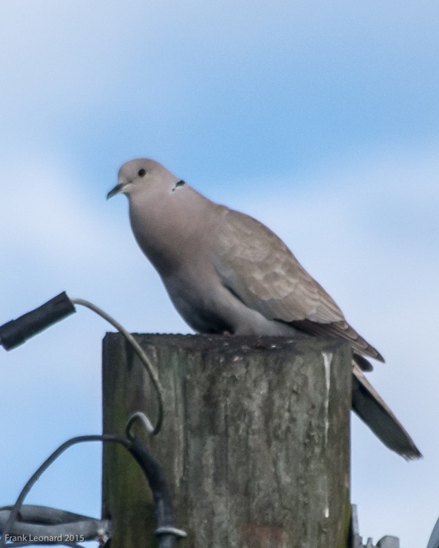 eurasian-collared-dove