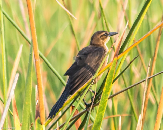 female-boat-tail-grackle
