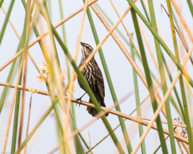Orlando-Wetlands-Park
