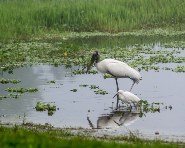 Wood-Stork