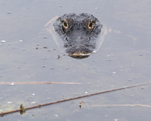 gator