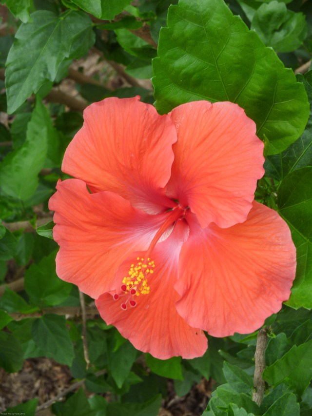 hibiscus