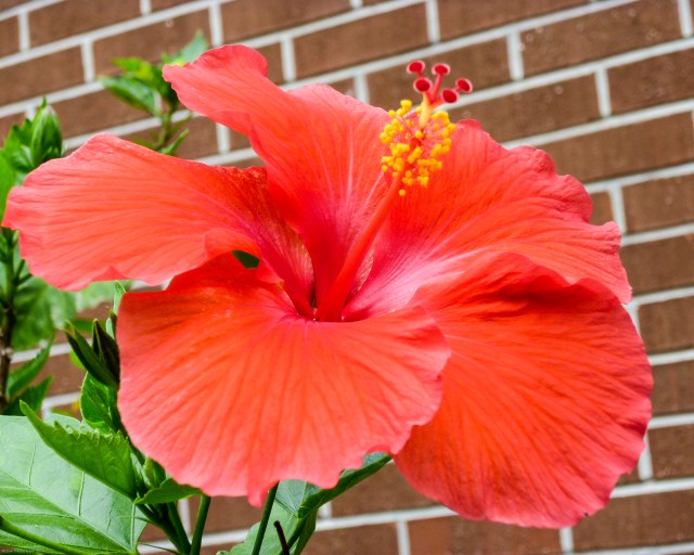 hibiscus