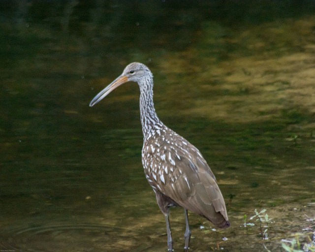 limpkin