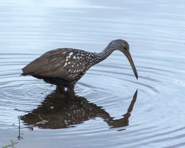 limpkin