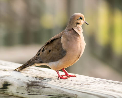 mourning-dove