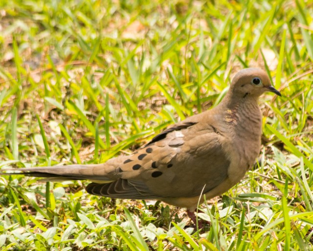 mourning-dove