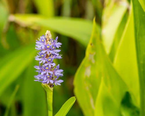 pickerel-weed