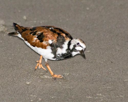ruddy-turnstone