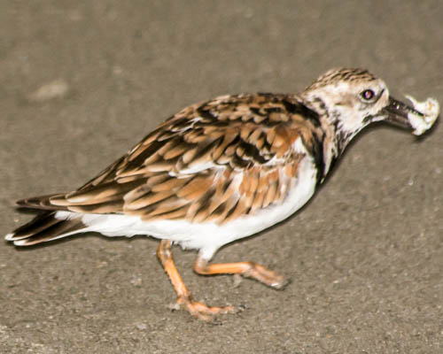 ruddy-turnstone