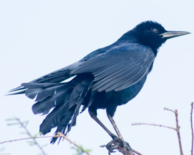 Boat-Tail-Grackle