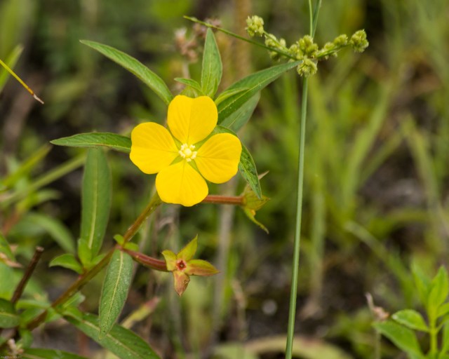 saint-andrews-crosscross