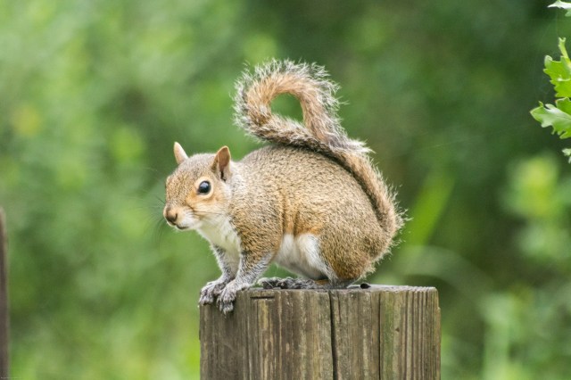 squirrel