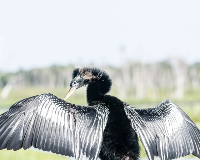 anhinga-4