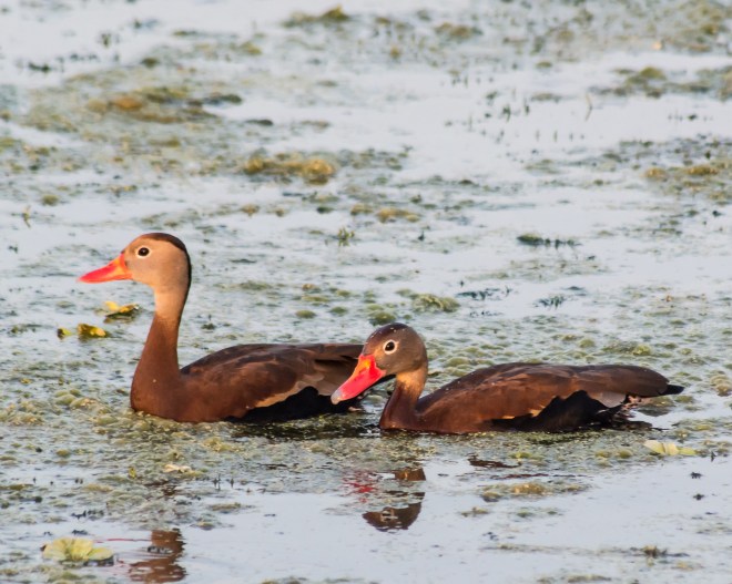 black-belly-whistler