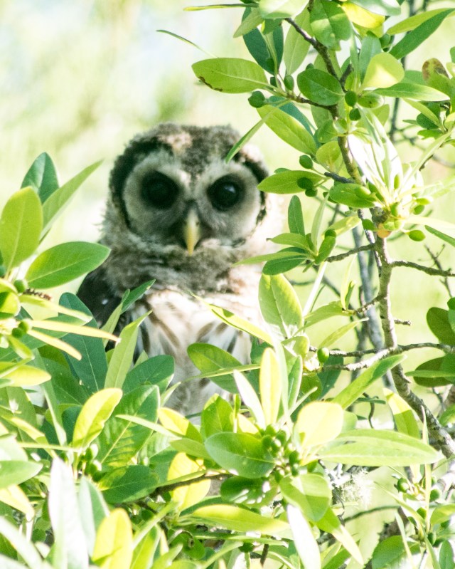 barred-owl